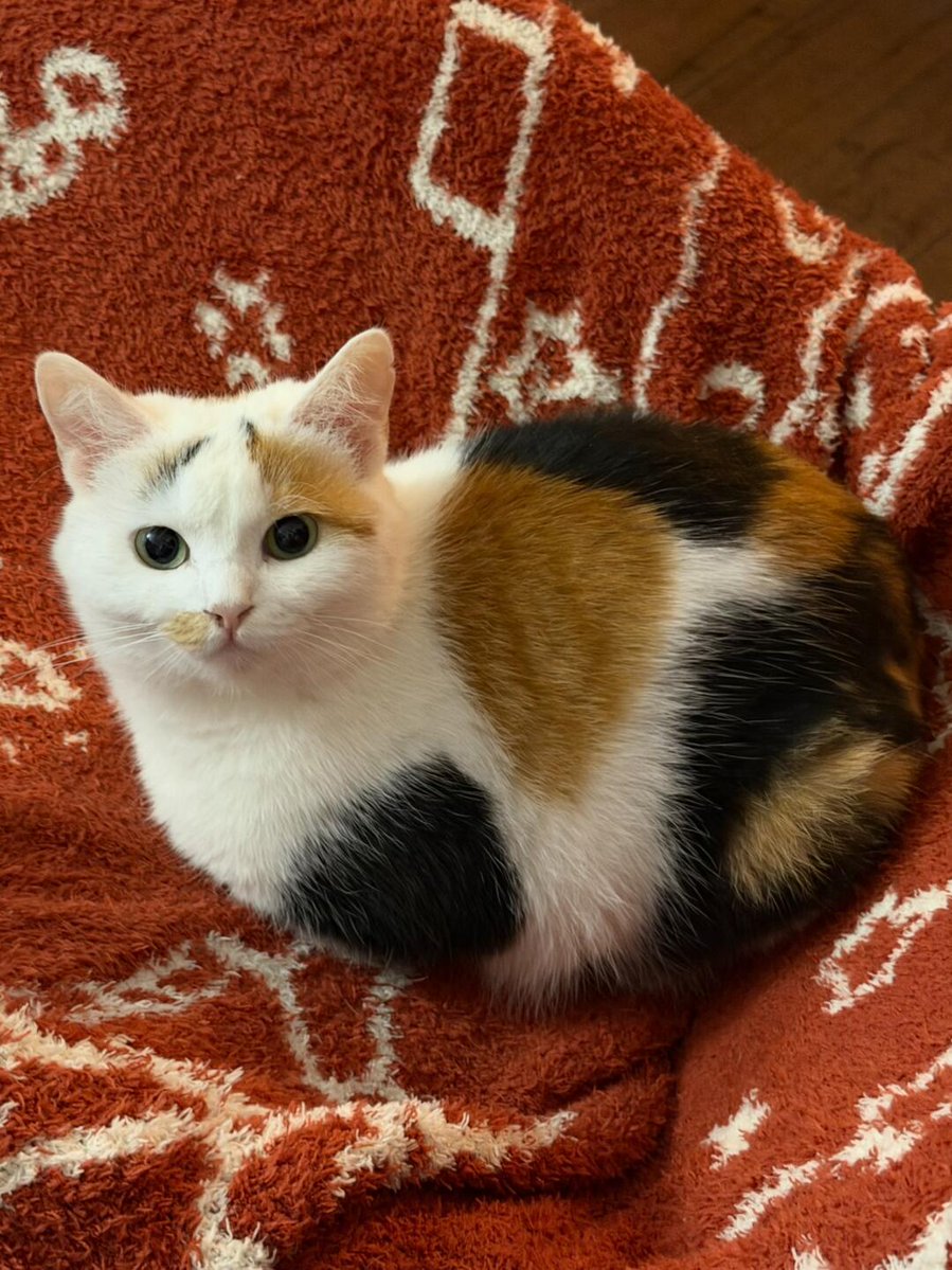 nocontextscats's tweet photo. cute loaf https://t.co/IHDR61yJUj
