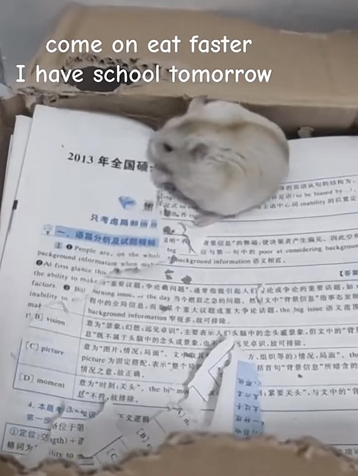 TweetsOfHamster's tweet photo. https://t.co/wKQasMTLOB