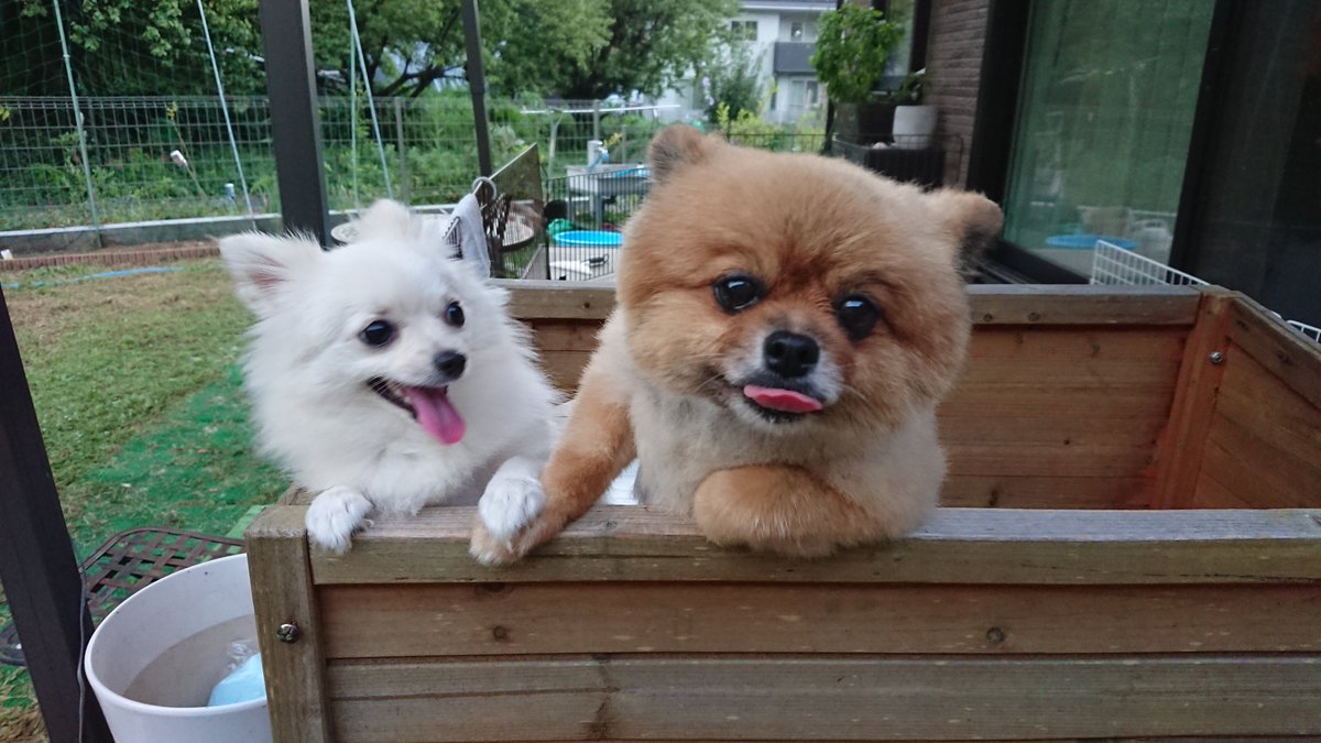 harepiyopiyo's tweet photo. 犬たちの手元が LOVEですね https://t.co/mXp3QE6qGY