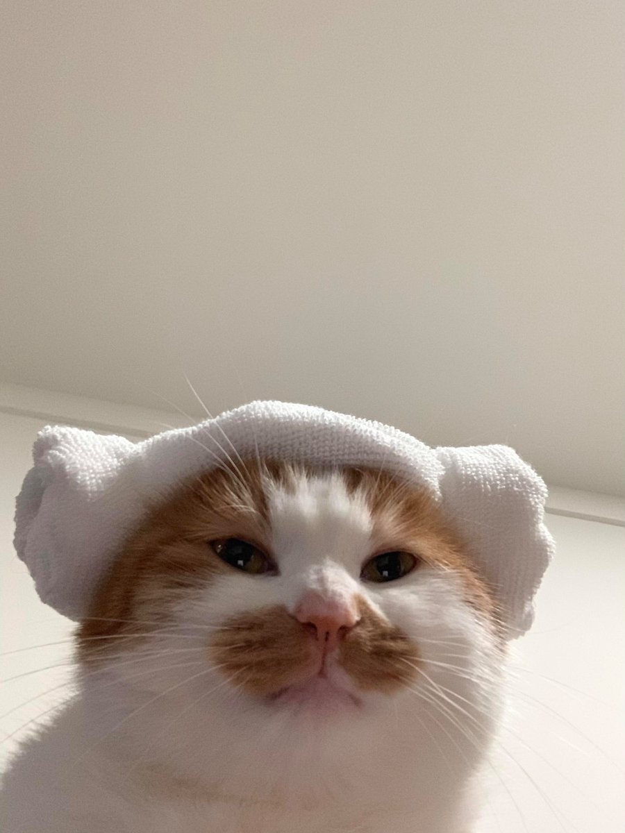 nocontextscats's tweet photo. It’s spa day! https://t.co/TSntlEP6e3