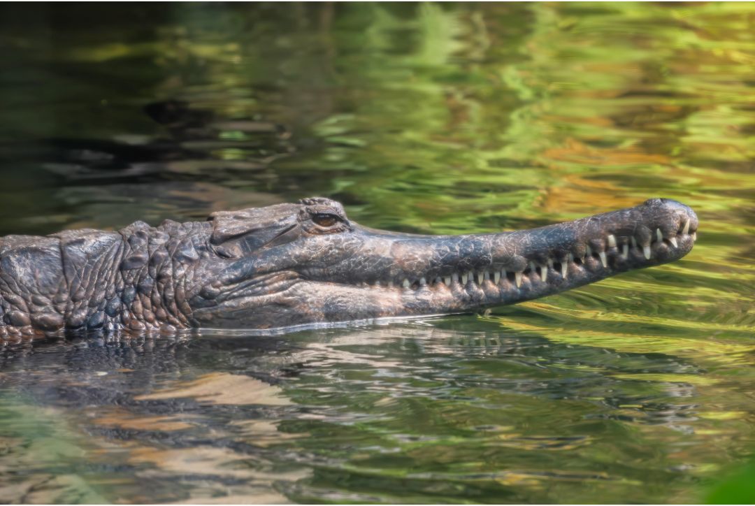 CrocSpecGroup's tweet photo. Secretive and handsome, the Sunda Gharial is disappearing from the swamp forests and freshwater rivers of Indonesia, Malaysia, and Brunei. World Tomistoma Day is celebrated on August 5th to highlight crocodile conservation, specifically of this unique endangered crocodilian. https://t.co/imeYYVq1M0