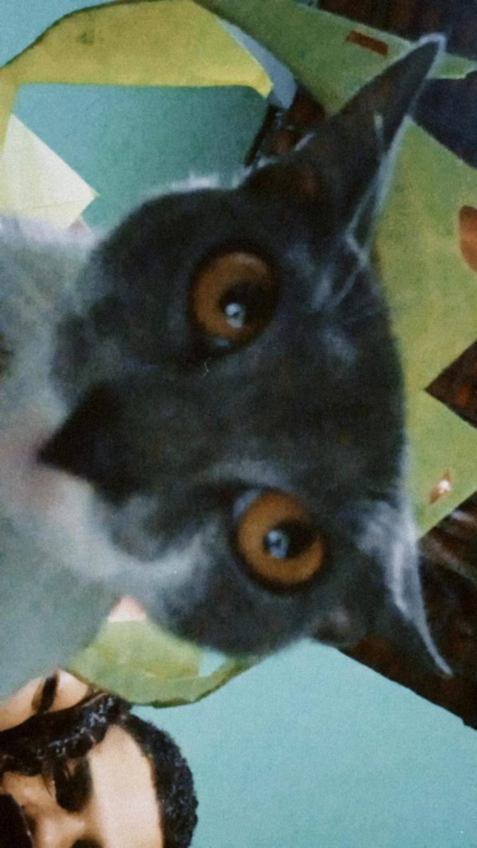 imesene's tweet photo. oi gente, esses são meus preciosos:
princesinha
floquinho
malfoy
Deem oi pra eles

#PetsSelcaDay #Bamsfriends https://t.co/bpkFTch2PV