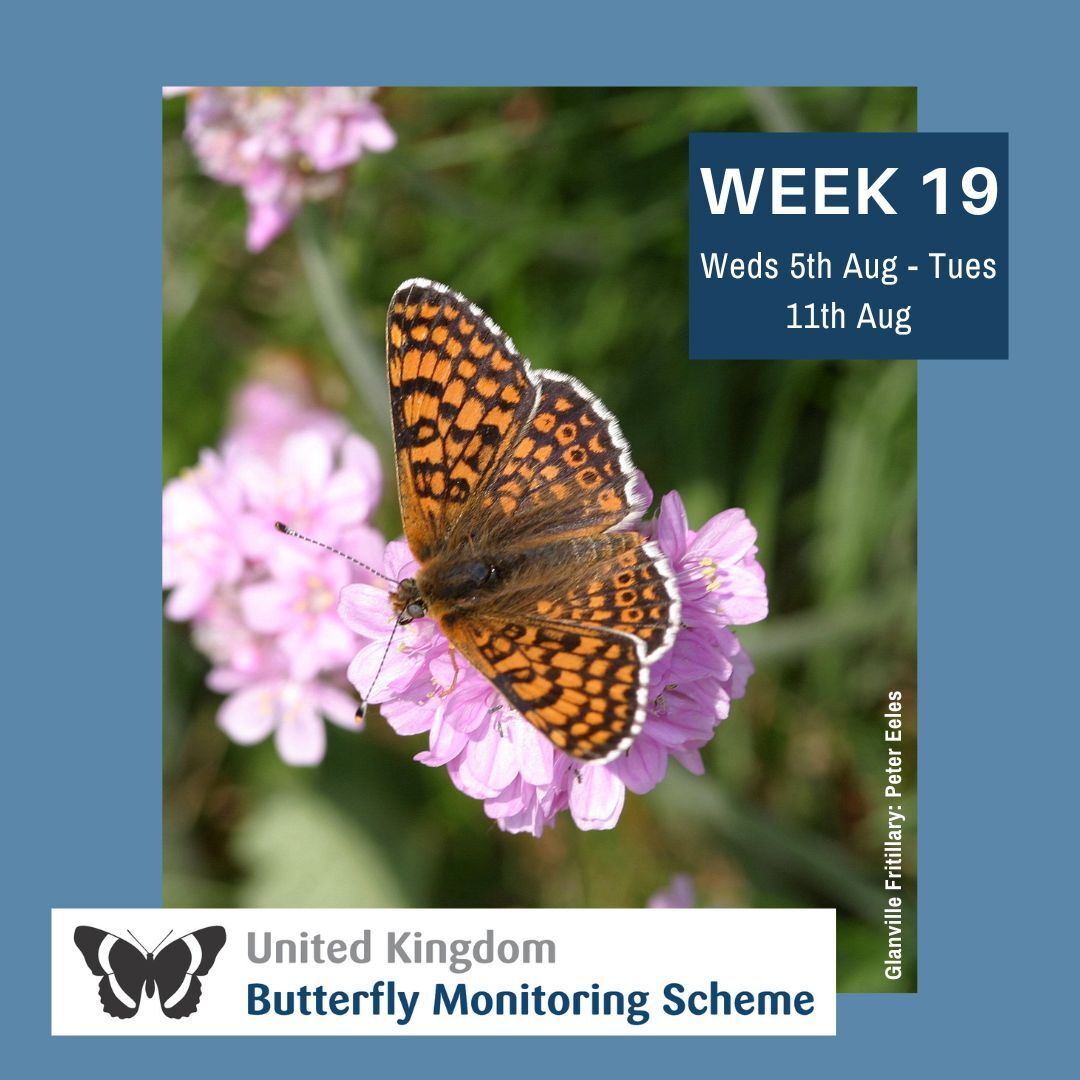 UKBMSLive's tweet photo. Its week 19, August already! 

If you're off on your hols and someone is covering your transect, make sure they are linked to it on the UKBMS website so they can enter data and are signed up to Assemble. 
UKBMS website: https://t.co/A5KM7vUPGA 
Assemble: https://t.co/8MTtiGPcw7 https://t.co/2juRMcCl6z