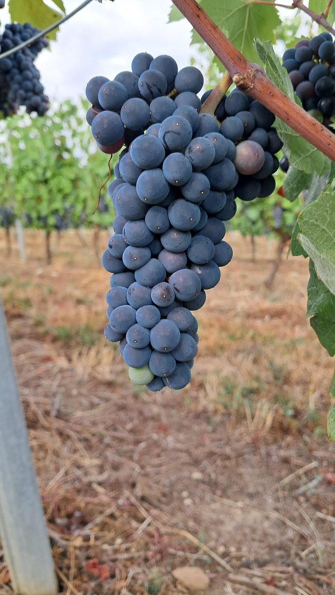 JM_Ferrier's tweet photo. Un 5 Août,  les prélèvements font déjà apparaître des degrés à 10 ° et plus...par contre les baies sont petites...le vignoble de Saint-Pourçain sera précoce lui aussi ! https://t.co/F20JKp3Tdi