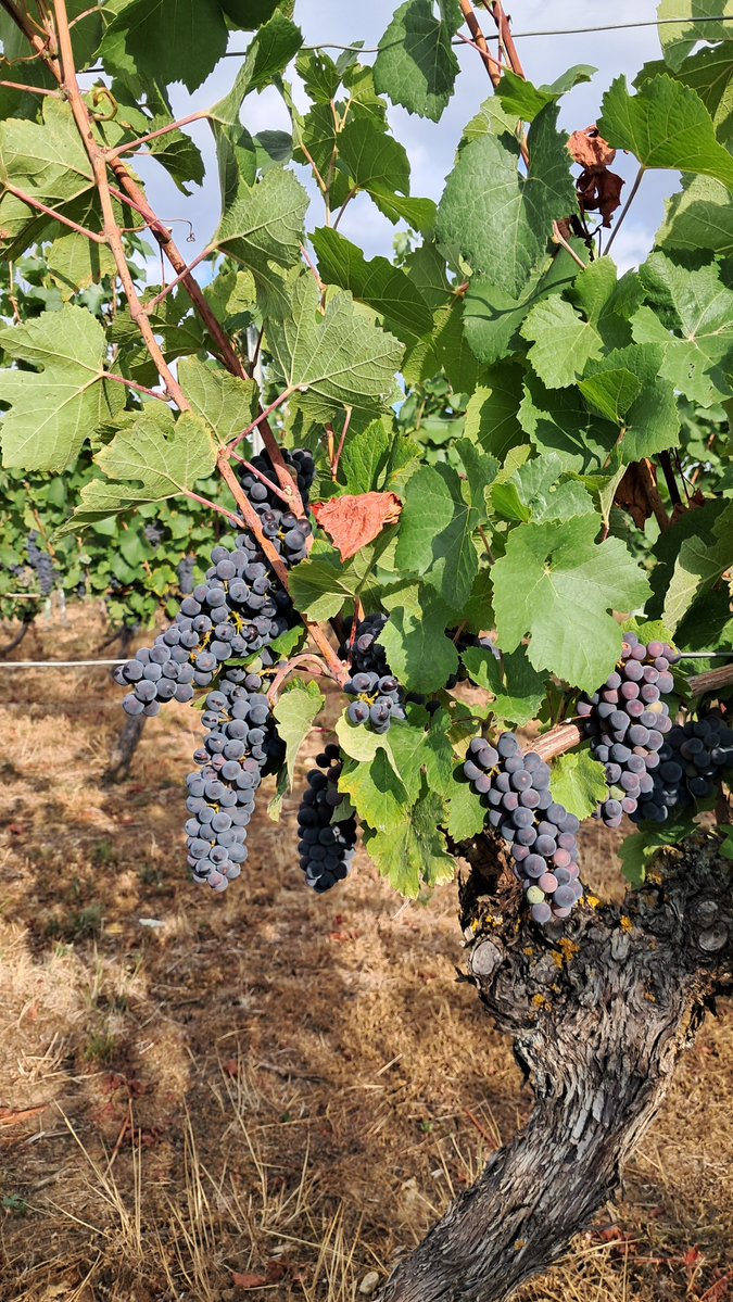 JM_Ferrier's tweet photo. Un 5 Août,  les prélèvements font déjà apparaître des degrés à 10 ° et plus...par contre les baies sont petites...le vignoble de Saint-Pourçain sera précoce lui aussi ! https://t.co/F20JKp3Tdi