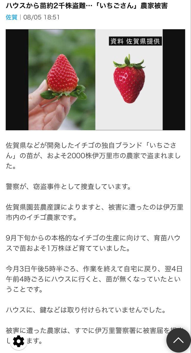 moriken0119's tweet photo. 梨5千個に続き——次はイチゴ2千株盗難💢

「ハウスに 鍵はつけていませんでした」
——日本は 水と安全はタダだった。

「人がおらんでも、お天道様が見てる。」
「人さまに 迷惑かけちゃいかん。」

しかし——
高市首相「帰化したら日本人です」
岸田首相「外国人は日本の宝です」

自民党をぶっつぶさんといかん‼️