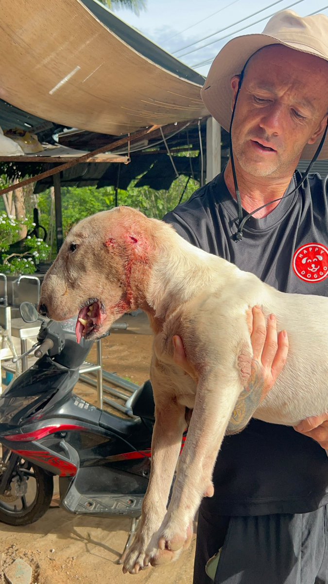 _niallprivate__'s tweet photo. Just when you think you've seen it all along comes another dog that defies belief.

Got the call about him last night.

It's ended up well for him today but what a story... (1/6)🧵 https://t.co/imQs1gQos1