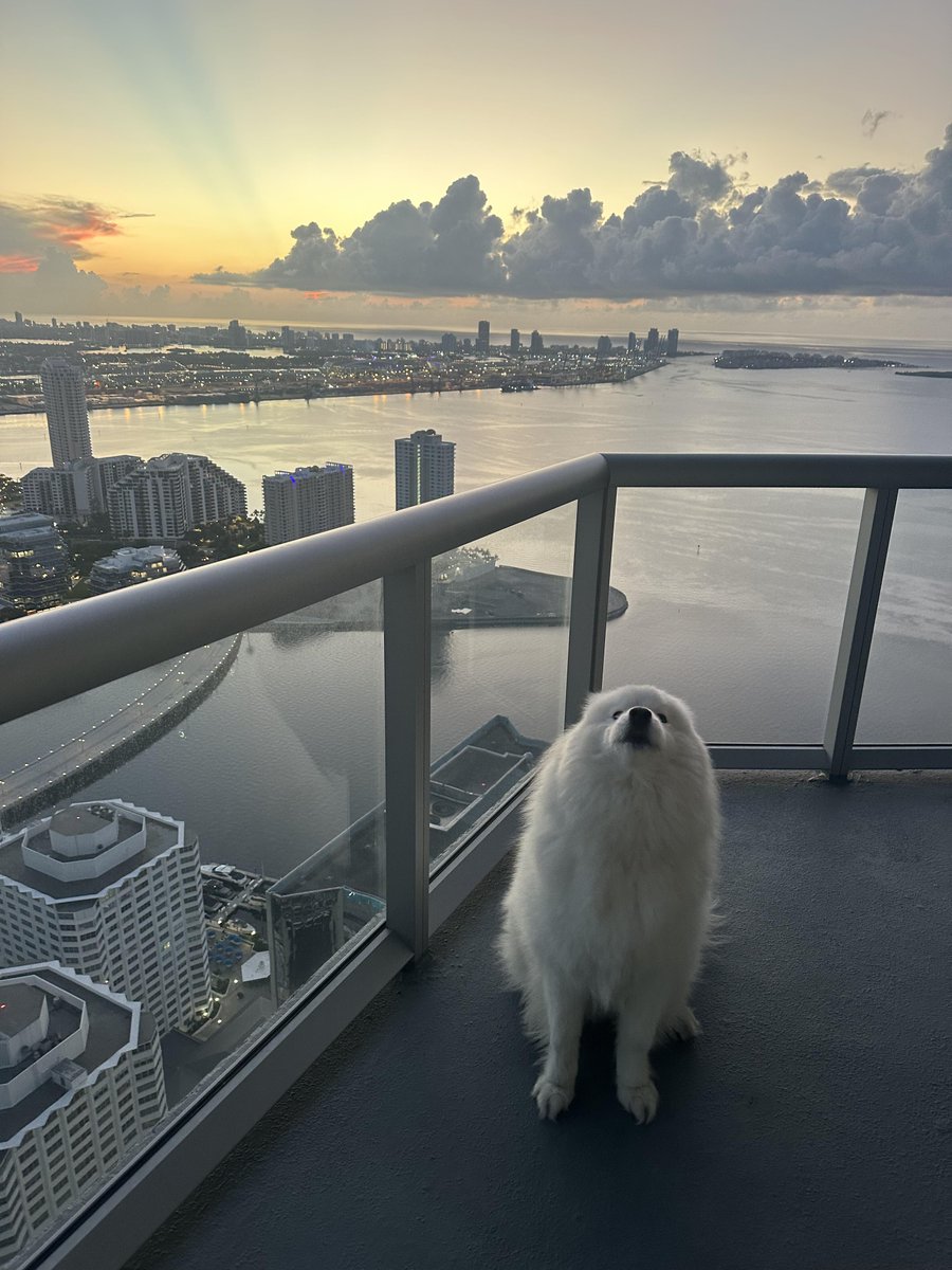 RomyHodls's tweet photo. A Samoyed’s relaxing life in Miami, no sleds needed 🐶🐶 https://t.co/WYgavItzne