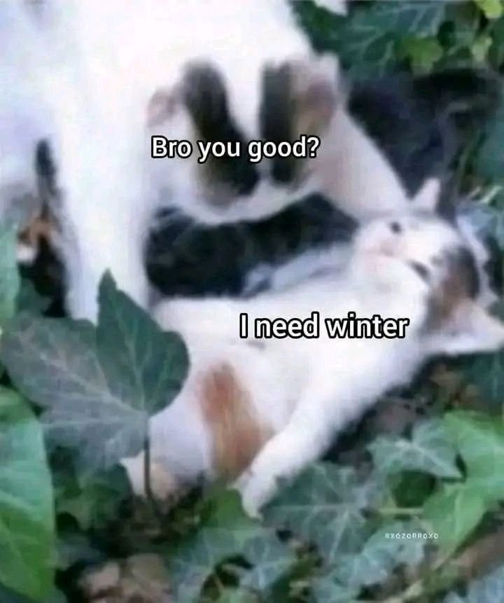 CornStarch2048's tweet photo. @nocontextmemes https://t.co/O6xNUMkKMa