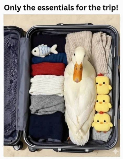 duck_lovers63's tweet photo. ❤️

Check bio for amazing Duck products! ⭐ And Don't forget to follow our page!

Follow 👉 @duck_lovers63
Follow 👉 @duck_lovers63

Credit : DM For removal, no copyright infringement intended! ❤️❤️… https://t.co/gFM3cGezHJ