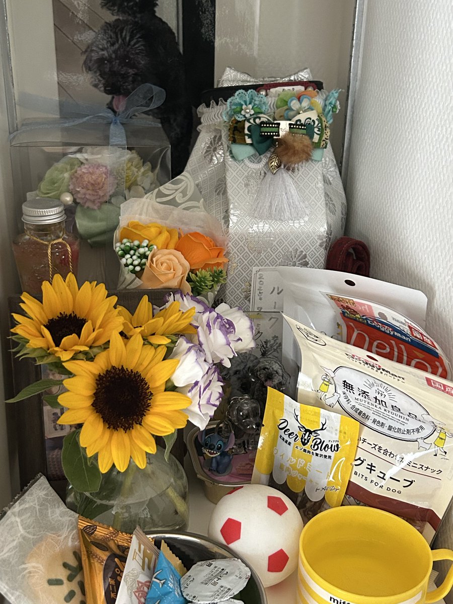 luku20121215's tweet photo. ルークの13日目の月命日です🌻

去年の8月5日はしんどかったな…泣いて泣いてどんだけ頑張っても涙が出てきて…
御骨の除湿剤の交換も私は出来なくて主人に頼んでやってもらってたな…

ルーク、母はちょっと？だいぶ元気になったよ、安心したかな？

 #月命日 https://t.co/YnLce9PiDT