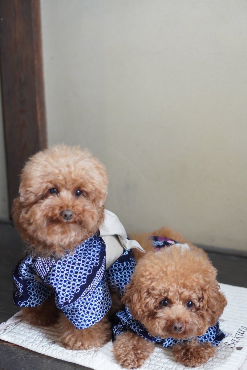 HIhappytime's tweet photo. お揃いの有松絞りの浴衣でおでかけ🐶
犬たちの浴衣は自分で手作り🤍🍧 https://t.co/EGzzV4LJfu