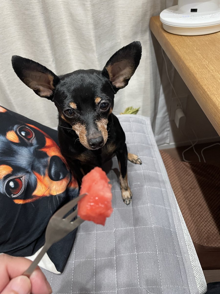 anchanpretty's tweet photo. 今晩のデザートは、スイカ🍉
美味しいね😋 https://t.co/KJLa9Ef8n7
