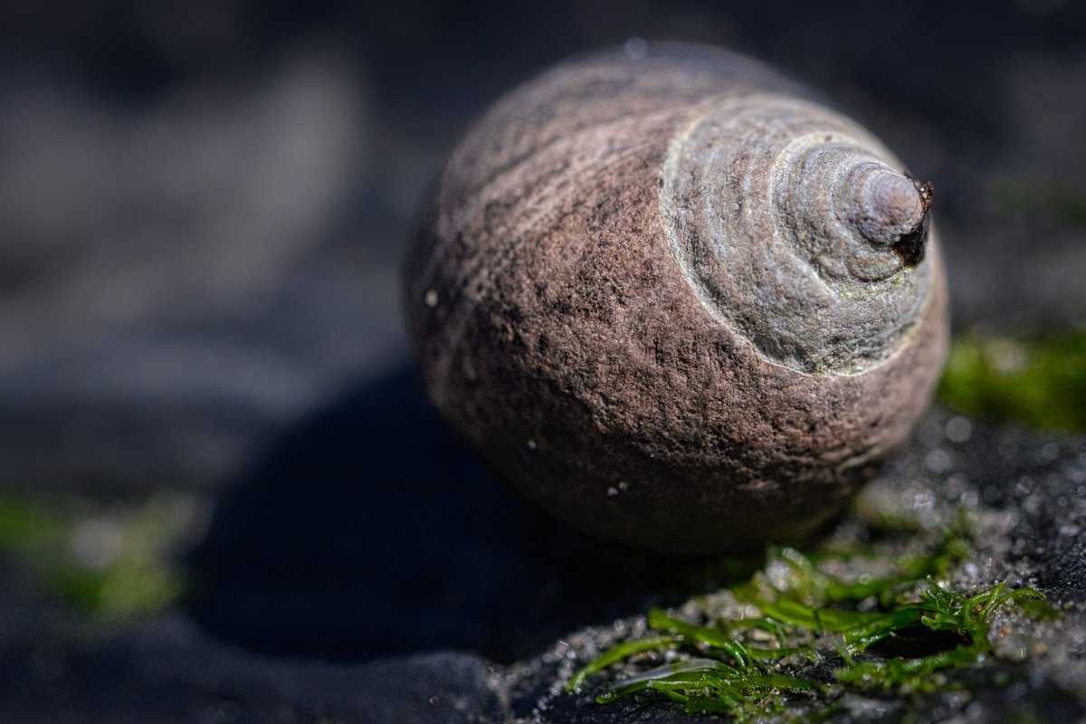 thehubzter's tweet photo. A gastropod, possibly a topshell (family Trochidae), which are marine snails known for their conical, spiral shells.
Nikon Z8 
Sigma 105 macro lens 
#ThePhotoHour #TonyBayliss #photography #art  #seashell #wildlifephotography  #macro https://t.co/OesEXuWnbT