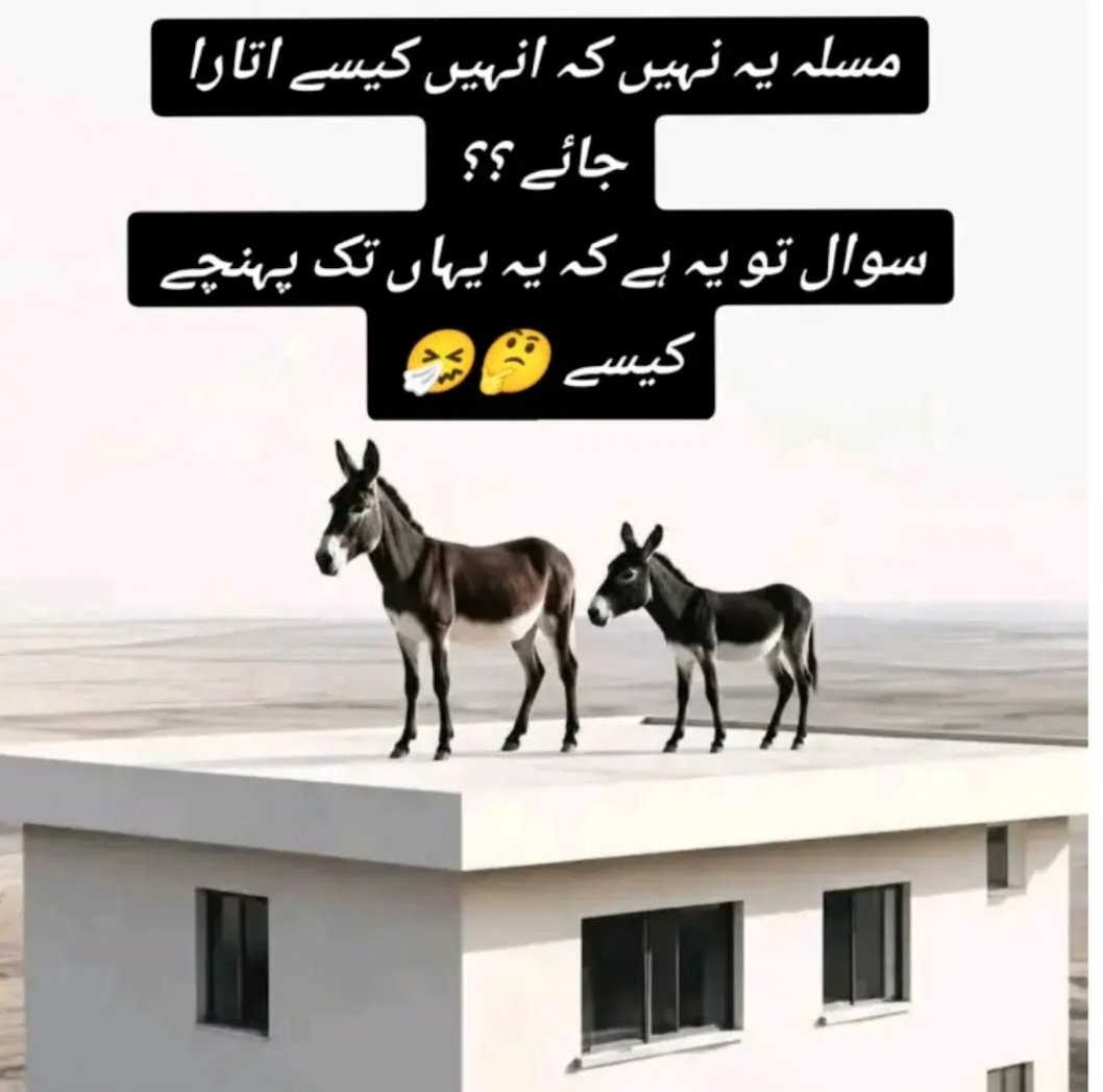 Santa_Banta123's tweet photo. @AdvSahibaRana پورے پاکستان کا عدالتی نظام ایک  گشتی الیکشن چور کتیا مریم صفدر @MaryamNSharif کی چوت مارنے والے ذہنی مریض نے ختم کر دیا فوجی طاقت سے

اور ایڈوکیٹ صاحبہ پاخانہ عدالتی نظام پر لیکچر دے رہی۔ 
صاحبہ پاخانہ جیسی رنڈیاں آج کل ججوں کے چیمبر میں رات گزار کر تاریخ لیتی ہیں 😆 

#Pakistan https://t.co/0doupAZ9JU
