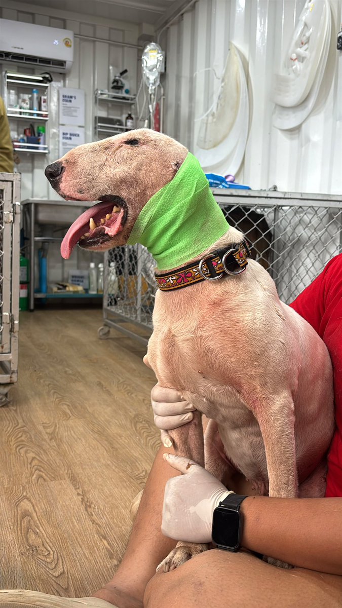_niallprivate__'s tweet photo. Alone on the streets and being a softy he was obviously attacked by street dogs.

Lucky wouldn't say boo to anybody. He's a softie.

He'll stay with us and go to his proper home soon. As for the ears why do people do that? (6/6) https://t.co/g6XqbaYXLU