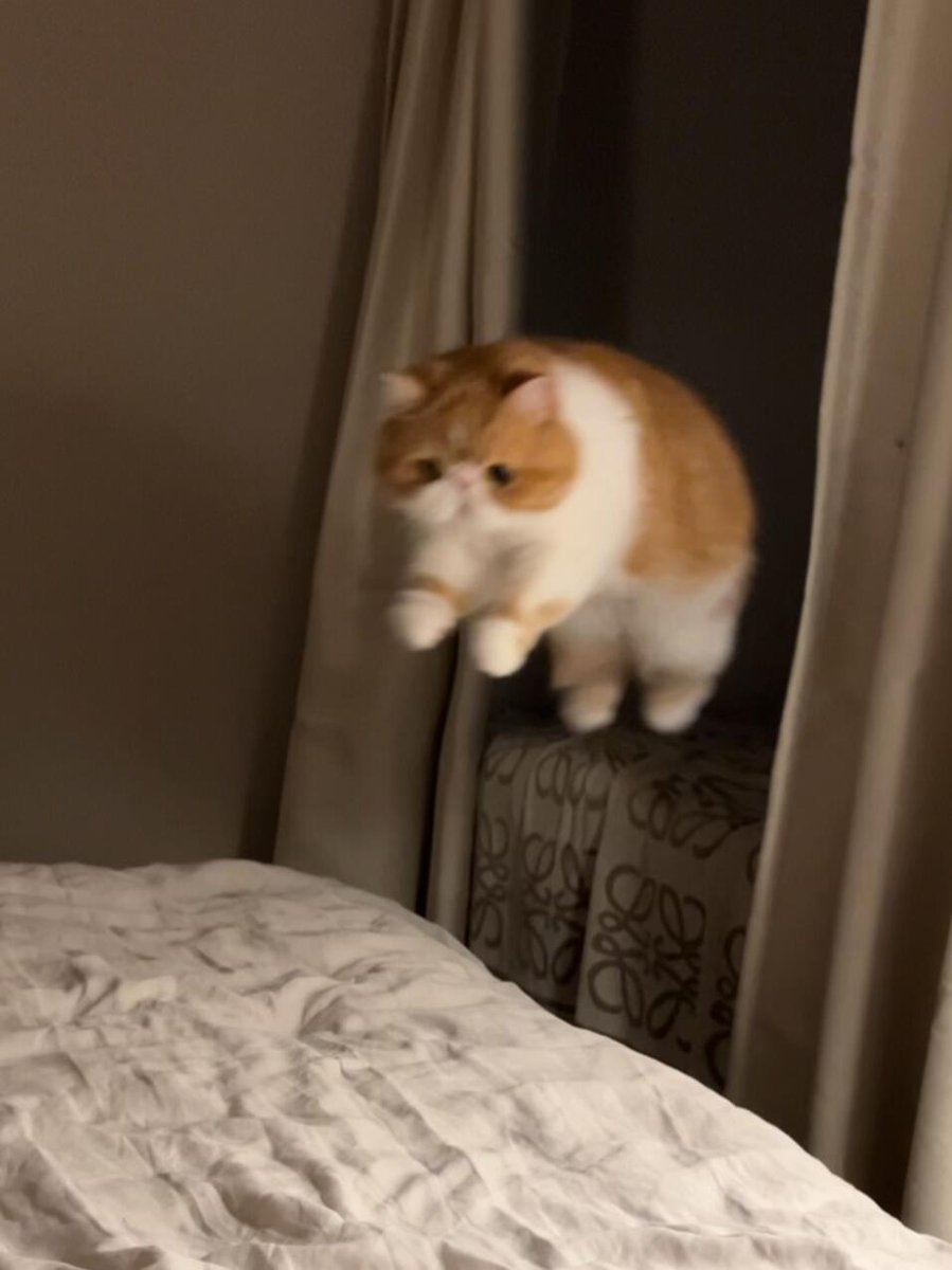 nocontextscats's tweet photo. weeeee https://t.co/iGYDhUrVHx