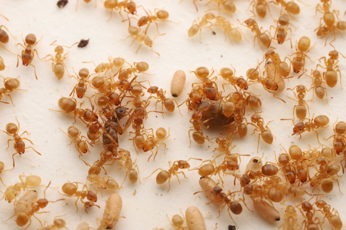 MyrmecolNews's tweet photo. 🆕Interview: In this interview, Keizo Takasuka answers some questions about himself and his study on parasitic 𝐿𝑎𝑠𝑖𝑢𝑠 ants.

https://t.co/5za4V6MpTC https://t.co/dAVUHqodpc
