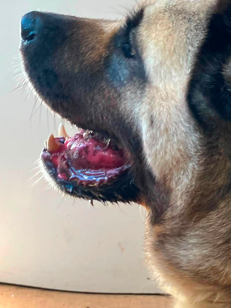 AdoptionsUk's tweet photo. Please retweet to help small charity raise funds to treat this rescued dog, tumour in mouth #KENT #UK 
We had a call this week from a dog warden/council pound about this poor girl who was found.
She has a suspicious lump in her mouth, which could well be some sort of tumour, but she’s otherwise in good condition and she’s a nice girl.
It didn’t seem right not to investigate and give her a chance but obviously we’re under time pressure because she’s in the pound.
We got the ok to take her to the vets and have a biopsy done so we can determine what she needs going forward and we’re already on communication with our Akita rescue. She goes to the vets today.
Please keep your fingers crossed there’s something we can do for her.
It’s no secret we’re having to meet extremely high vet bills at the moment but this is what we do, we have to be there for the ones that have no other options

On facebook 👇👇👇
https://t.co/tmK2nCCJss

Email 
newhopeanimalrescue@hotmail.co.uk

Website 
https://t.co/PlNHNWL1E5

Bank details if you would like to make a donation, even £1 will help, or please just share ✅✅✅✅✅
👇👇👇👇👇👇👇👇👇
New Hope Rescue #Canterbury 
Sort code 30 - 93 - 60 
Account number 36234768 

#DOGS #RESCUEDOGS #England #Wales #London #Scotland #adoptdontshop @GBNEWS @EamonnHolmes  @Nightowl400 @missgemcollins
 #adoptdontshop #England #Scotland #Wales #London @andyburnham @LabourAnimalRG @ConservativeAWF 
 @NewmanDian1426 @rosiedoc666 #K9hour @KatieAmess @AndrewRosindell @RSPCA_PATeam @APDAWG @clarebalding @domdyer70 @PeterEgan6 @ruskin147 @thismorning @NickDixonITV 
@PatrickChristys @GBNEWS @BenObeseJecty @lucydahlia @JaneFallon @rickygervais #Rescuedogs #Straydogs @liamgallagher @sally_lindsay @AlistairCarns @lucydahlia 
@Dogs4Rescue @BestinDogs @millypod1 @rosiedoc666 @LeilaniDowding #Akita #AkitaRescue