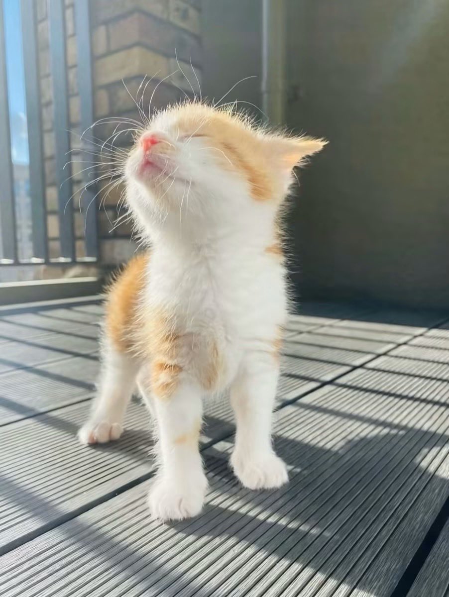 MemewireX's tweet photo. lil bro is photosynthesising 🌳☀️ https://t.co/IXkOaeEbII