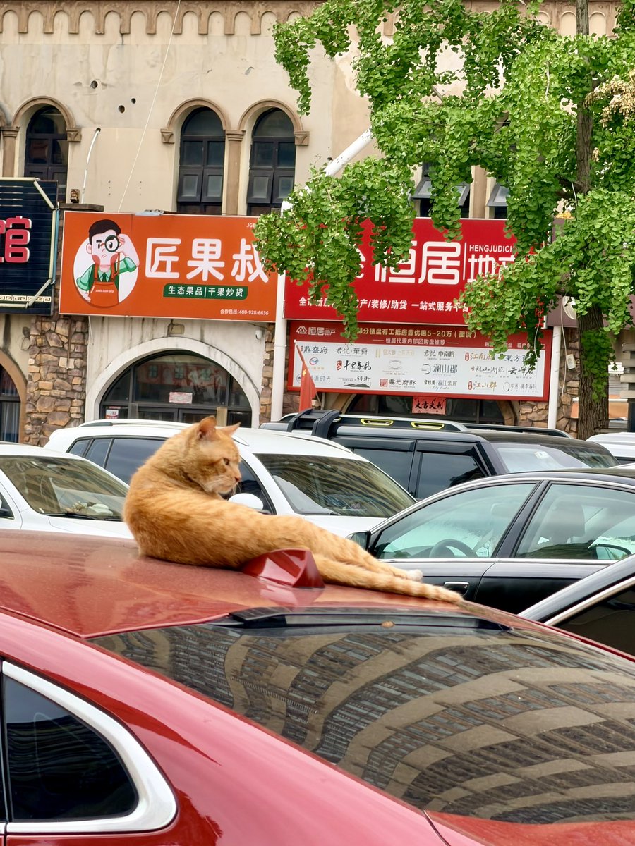 c_stone2024's tweet photo. 车顶摸鱼，晒太阳放空，独享落日余晖😼 https://t.co/GMSVrGEqBf