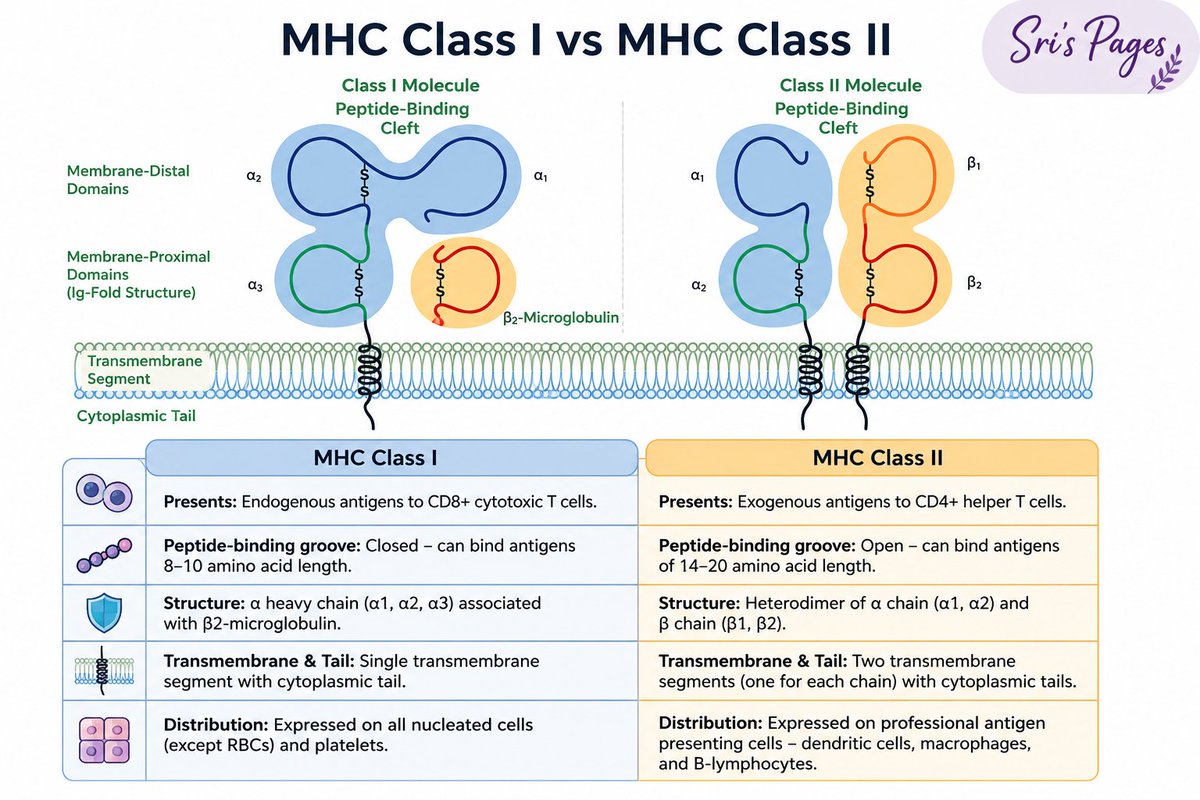 NephroNook's tweet photo. Transplant immunology - Basics 
An overview 

#NephPearls #Transplant #Sri's Pages https://t.co/nztwpnJGmQ