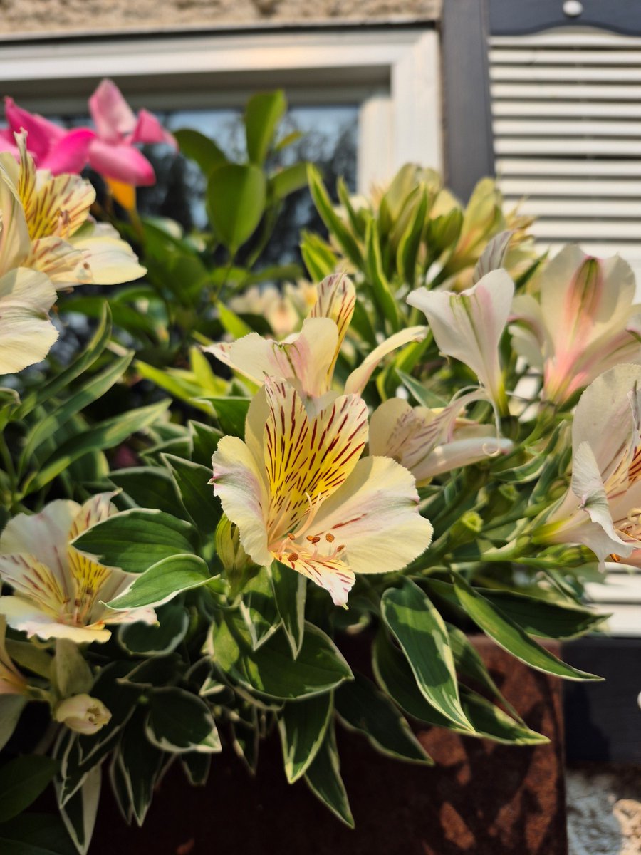 collzac's tweet photo. The August edition of Winnipeg Gardener newsletter is here &amp; its loaded with gardening tips and inspiration: https://t.co/joehnilA9l

#GardenBeauty #growing #weather #plants #newsletter #gardeningtips #ticks #containers #design https://t.co/1zIJASZXRW