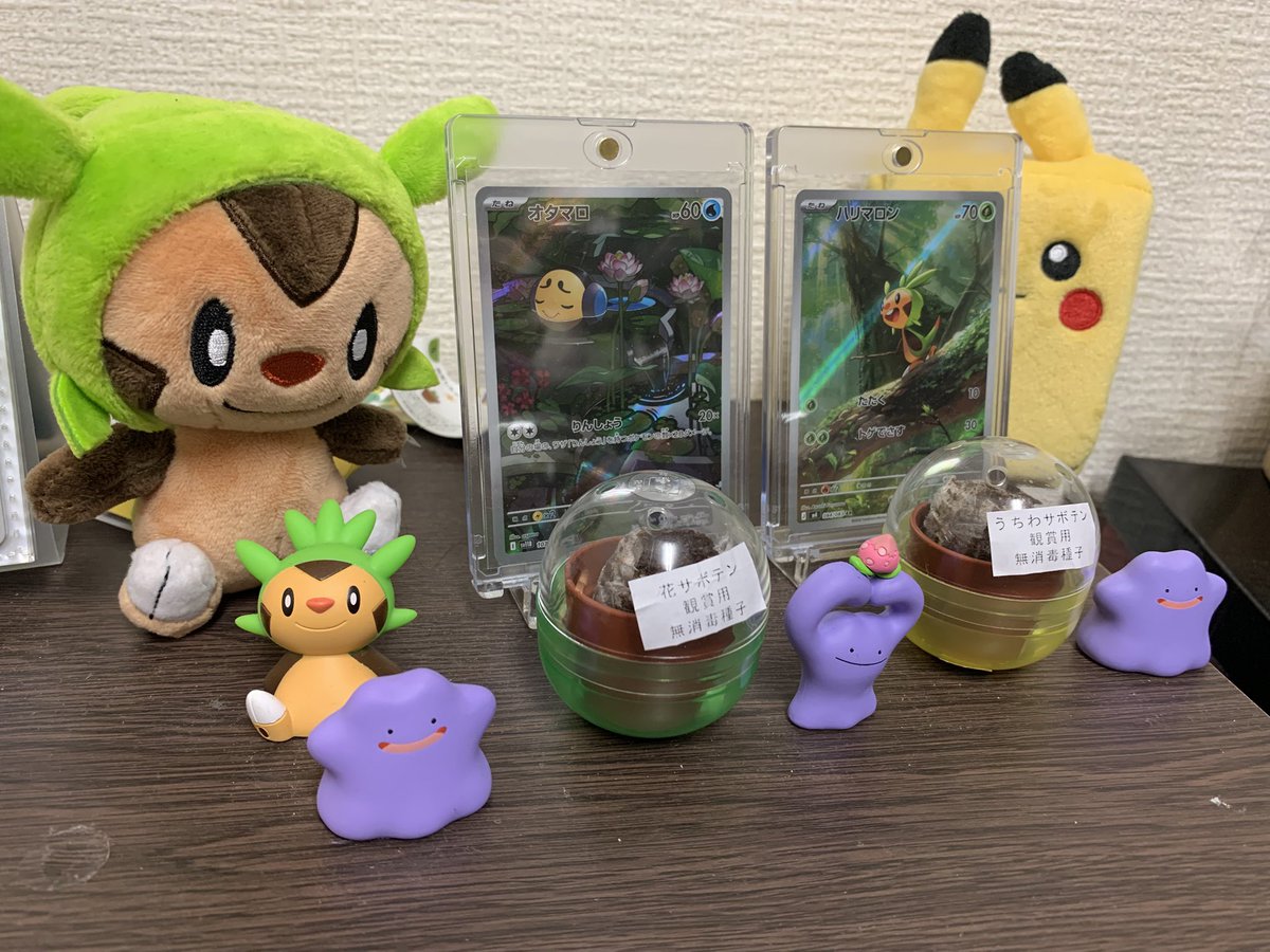 pathmaro00o's tweet photo. マラカッチの飼育はじめました🌵 https://t.co/uEeGEmeboa