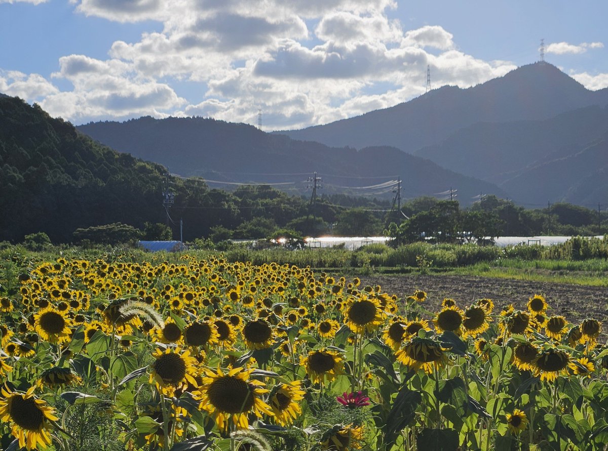 Super_fly4_4's tweet photo. 彦根からの帰りにかき氷🍧食べてヒマワリ畑🌻寄って今日は解散😆 https://t.co/RULAtdGQAE