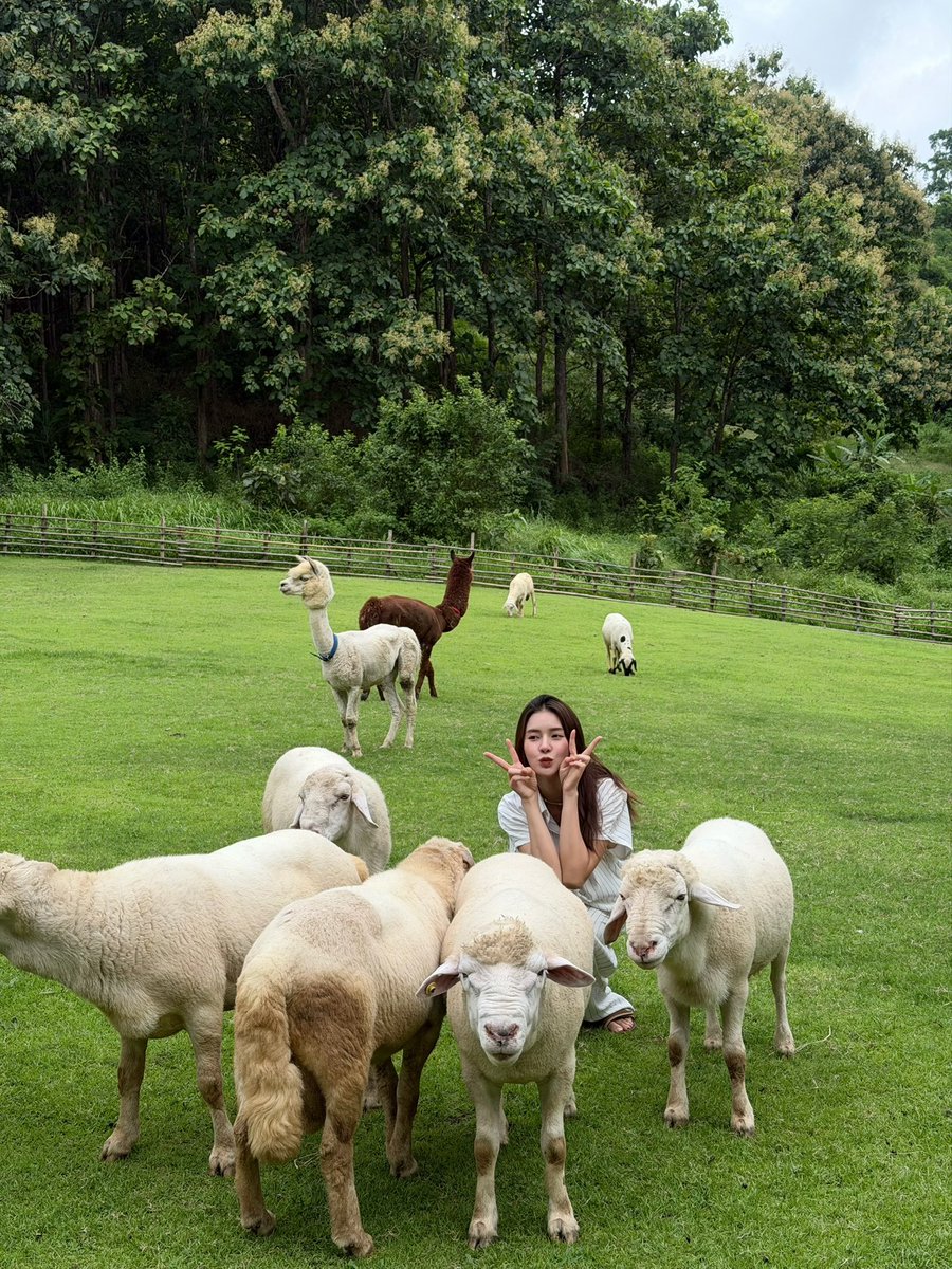 Tungpangplpl's tweet photo. Fairy-tale forest &amp; tiny friends.🌳🐑🦙🫏🐃

TPJS LIGHTS THE WAY 05
#Tungpangpl #TungpangJessie https://t.co/dP3IbQ53iD