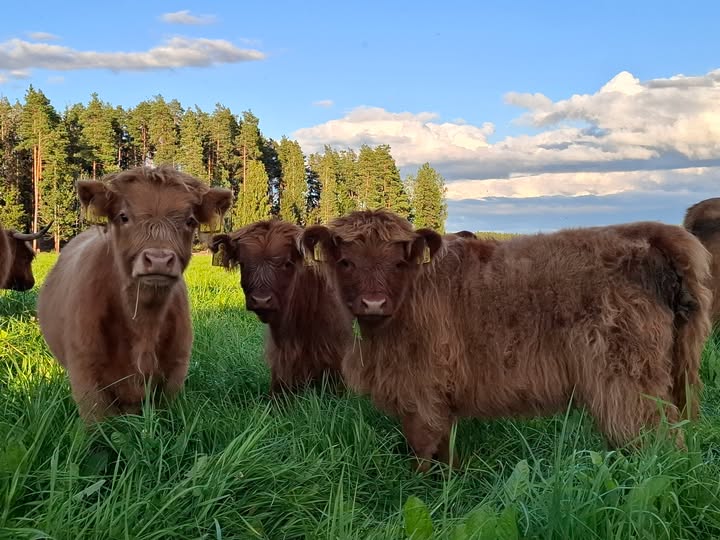 ApacheQQ's tweet photo. Mitä vittua🐂, ei ehditty edes kammata.. #sonnit #härkä #eläimet #animals #taurus #cow https://t.co/VCBl6auTav