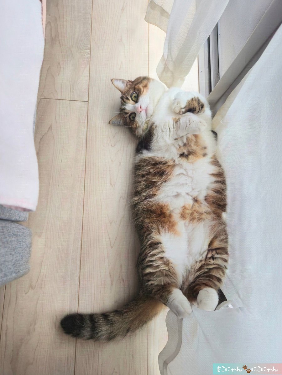 もこにゃん Post by もこにゃん🐾にこにゃん on X: にゃに？