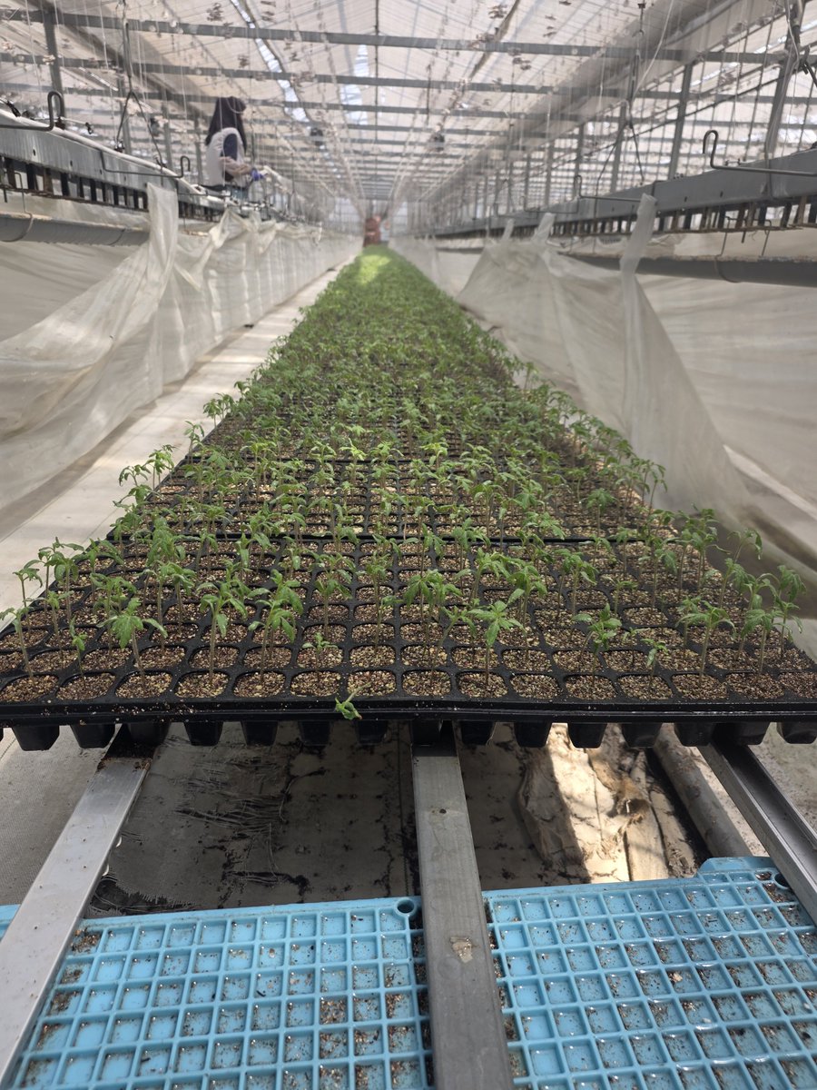 tabaggio10's tweet photo. 盆明け定植のため、播種してた

定植久々手伝おうかな
４００００本植えるのを https://t.co/c1W5LB8ede