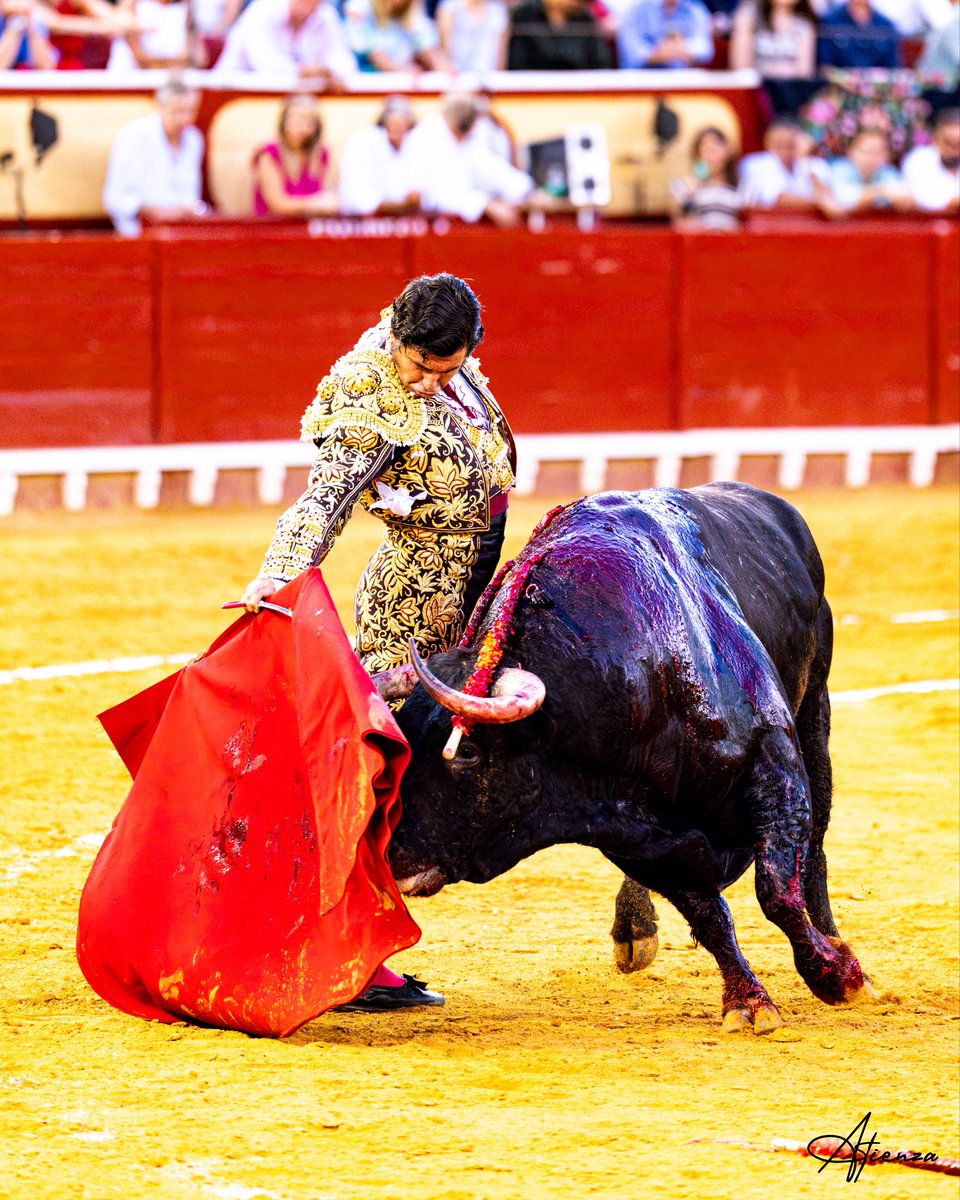 Atienza_Edu's tweet photo. 📸 • Morante de La Puebla. El Puerto de Santa María, 1 de agosto de 2026.
•
•
•
Fotografías originales de Edu Atienza.
@CircuitosToros 
#Toros #Cultura #Cádiz https://t.co/6jHDt3xoE8