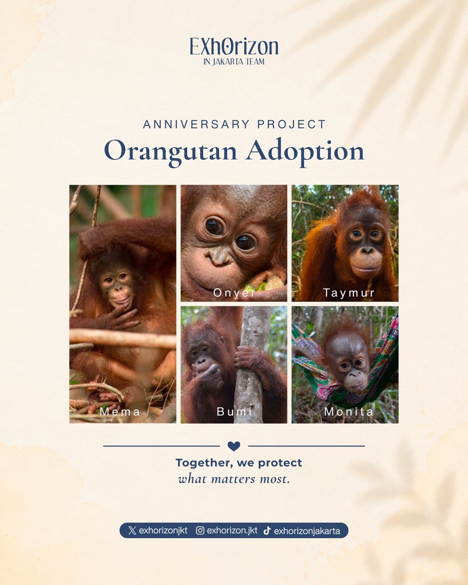 exhorizonjkt's tweet photo. PROJECT EXO-L ANNIVERSARY #3 — Orangutan Adoption

Mari berkenalan dengan lima orangutan yang telah diadopsi selama satu tahun melalui Borneo Orangutan Survival (BOS) Foundation 🦧🤍

Semoga langkah kecil ini dapat mendukung upaya pelestarian orangutan Indonesia.

#EXhOrizon_JKT https://t.co/XpQrm83rQC