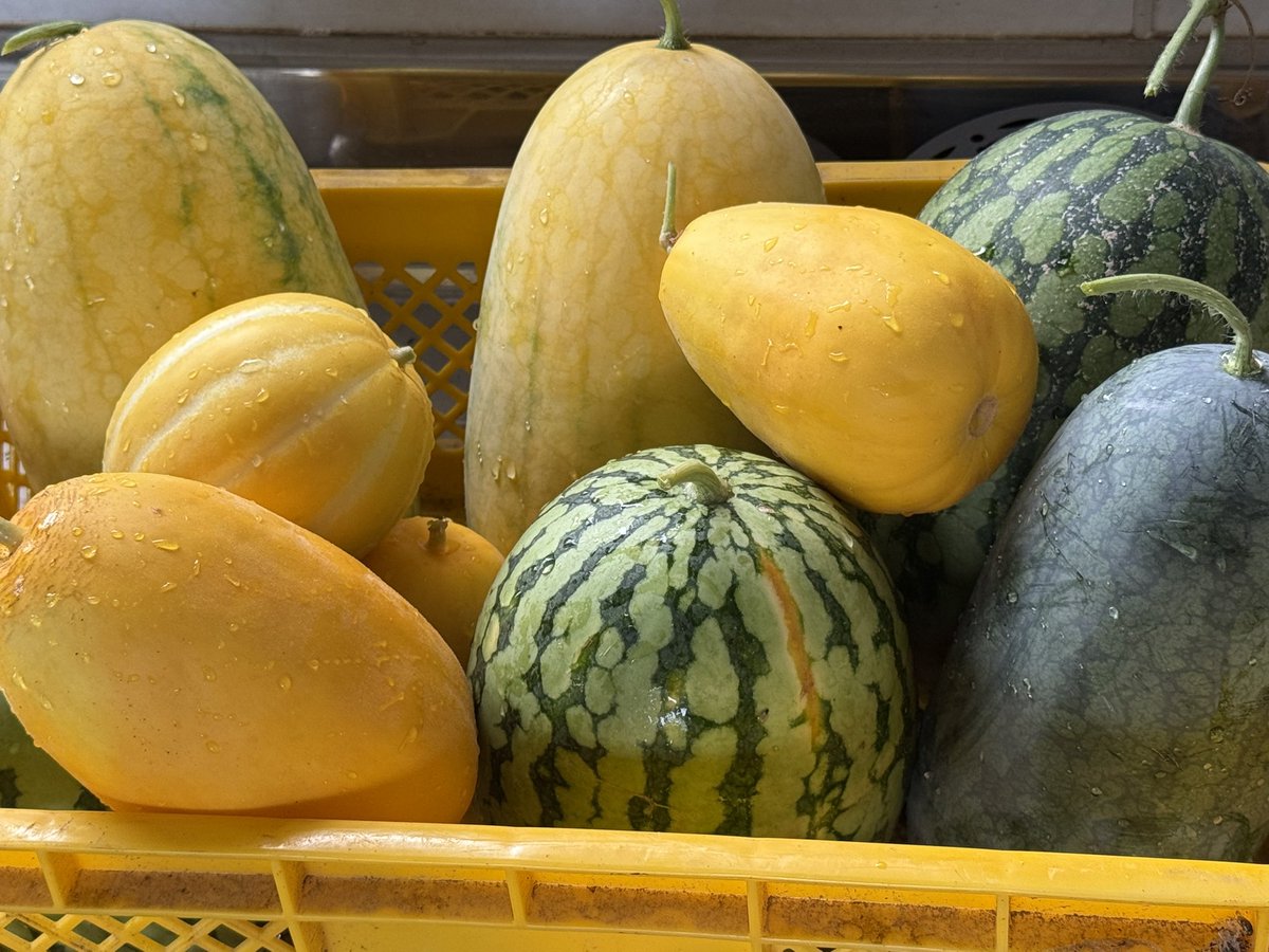 ms718rina1229's tweet photo. 草刈りしてたら裏なりスイカがあった🍉
まだ草の中にあるからお盆はスイカ買わないですみそう(^^) https://t.co/ER6DWw9Jnv