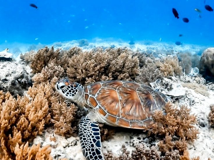 hazeandvine's tweet photo. Gili Islands, Indonesia https://t.co/UfxX0XVTsS