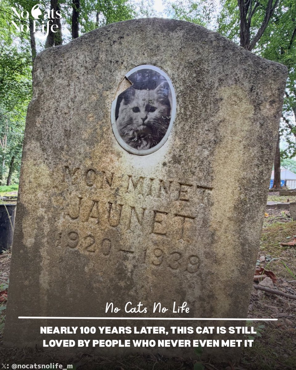 NoCatsNoLife_m's tweet photo. 🇺🇸This pet gravestone stands in the Baltimore Humane Society Memorial Park in Maryland, USA. Nearly a century later, this beloved cat is still touching hearts across generations. Its owner must have loved it so deeply. https://t.co/FJNEP1Djh4