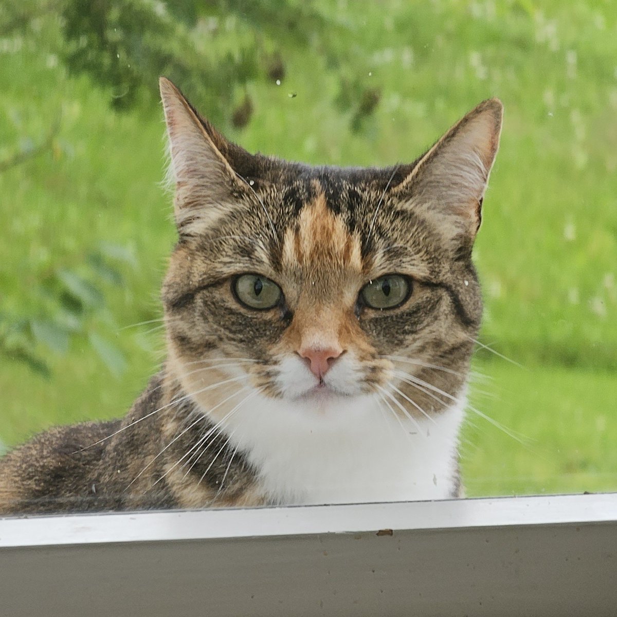 WalkingtheNorth's tweet photo. 猫帰宅した直後大雨降った。すごい。 https://t.co/GmvVzGfbBt