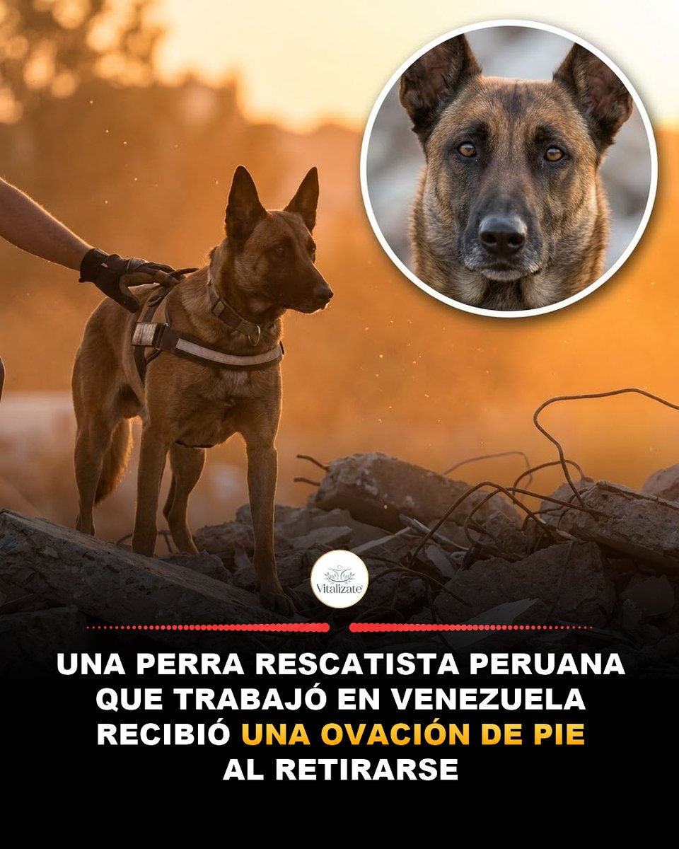 Vitalizate_ya's tweet photo. Kayra es una pastora belga malinois. Trabajó doce años en la unidad de búsqueda y rescate de Perú.

Estuvo en derrumbes. En deslaves. En edificios colapsados. Y estuvo en Venezuela después del terremoto de junio, buscando personas bajo los escombros junto al equipo peruano que vino a ayudarnos.

La semana pasada se retiró.

Cuando la sacaron por última vez con su arnés puesto, los rescatistas formados en dos filas la aplaudieron de pie.

Ella movía la cola. No entendía nada de lo que estaba pasando y estaba feliz de todos modos.

Vale la pena entender lo que hace un perro como Kayra, porque es una de las cosas más impresionantes que existen:

Un perro de rescate puede detectar el olor de una persona viva a través de metros de concreto, hierro y polvo. Distingue entre alguien vivo y alguien que ya murió — son unidades entrenadas de forma distinta. Puede trabajar en oscuridad total, en espacios donde ninguna máquina ni ninguna cámara alcanza.

Y hay un detalle que casi nadie sabe:

Cuando pasan muchos días sin encontrar a nadie con vida, los perros se deprimen de verdad. Se les nota: bajan la cabeza, pierden el interés, dejan de comer.

Por eso los equipos hacen "rescates falsos". Un miembro del equipo se esconde entre los escombros para que el perro lo encuentre y pueda celebrar. Para que no pierda la esperanza.

Cuidan la moral de sus perros como cuidan la de las personas. Porque es lo mismo.

Kayra pasará el resto de su vida en casa de su guía, durmiendo en un sofá, sin nada más que hacer.

Se lo ganó. 🐕‍🦺

Un aplauso para ella en los comentarios 👏