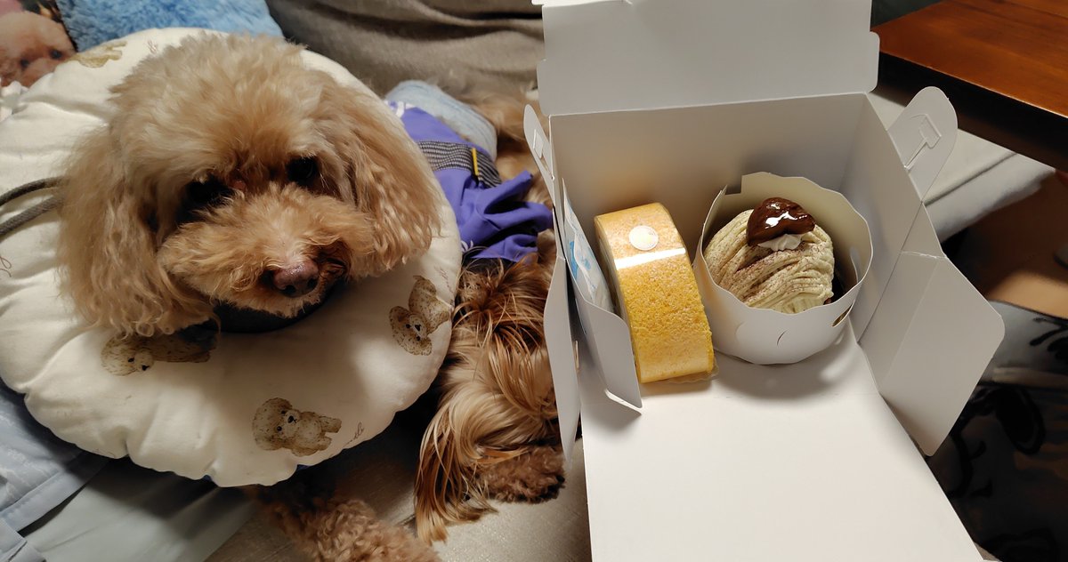 kawaiimatsurin's tweet photo. 常盤平駅から歩けるところにある『スリジェ』のケーキだょ〜☆お父さんが車で買いにいってきたんだって！！あたしはケーキの甘ぁい匂いで目が冷めたんだけどウルルんがあたしにくっついて寝てて動けないの…もっと近くでくんくんしたい…美味しそう〜♪♪
#常盤平 #松戸 #マツドテイクアウト #マツテク https://t.co/2tVeBOfSz6