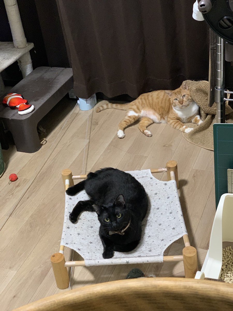 maigo_oleo's tweet photo. こんやも シャー で あそぶ！ https://t.co/Obcaf0Shdg