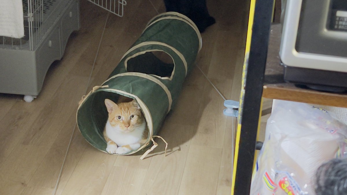 maigo_oleo's tweet photo. 「僕みるくちゃん。トンネルに入るの 大好き！」 https://t.co/frRprJbMgJ