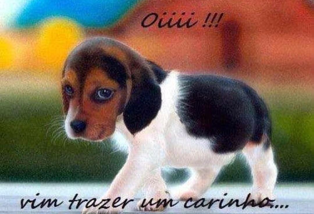 cachorrocore's tweet photo. https://t.co/Xv2jFsk40O