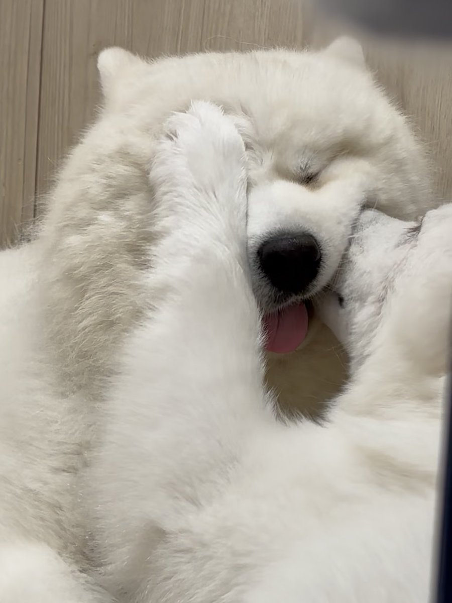 samoyed_cafe tweet picture