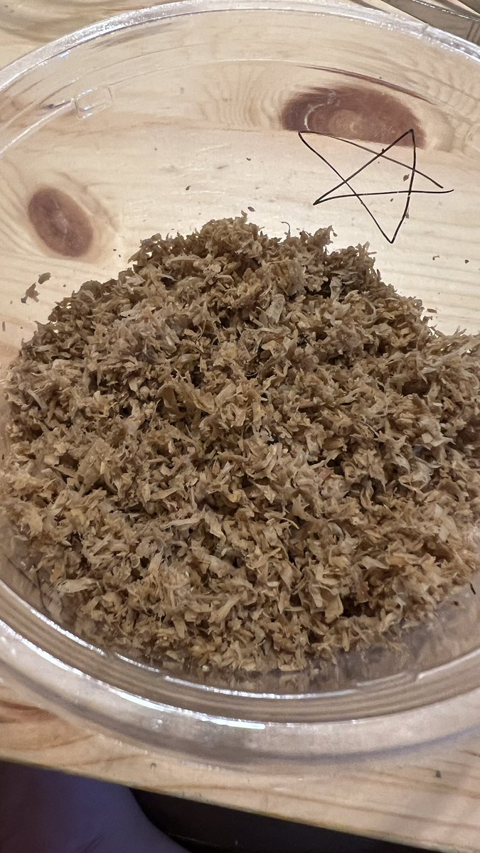 kabuo8888's tweet photo. あの、チビが欲しいと騒いでたカナブンが針葉樹のおがくずマットに散乱して、しかも孵化してるんだが…

カナブンの産卵セットは湿らせた針葉樹マットでオッケーって事なんだろうね。 https://t.co/STubgqbexe