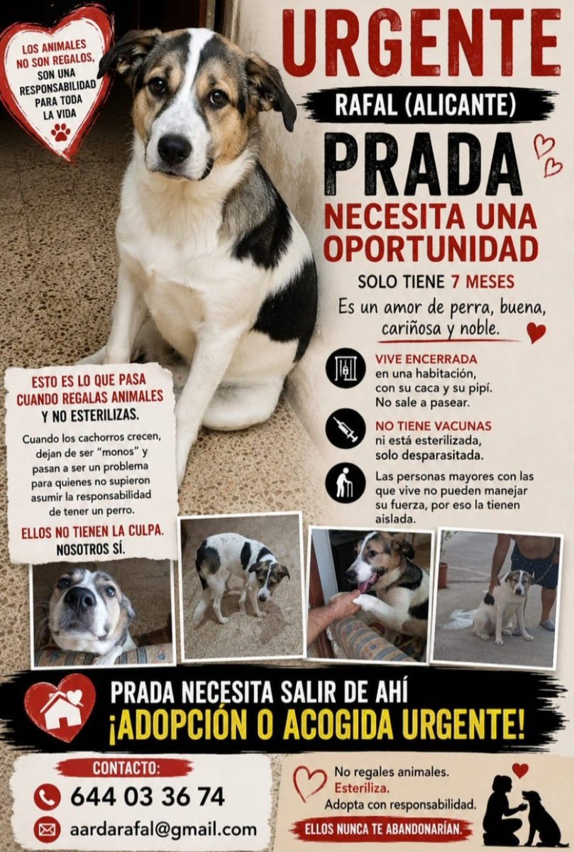 AcofalX's tweet photo. URGENTE PRADA NECESITA UNA OPORTUNIDAD https://t.co/vHhaOIP8DH