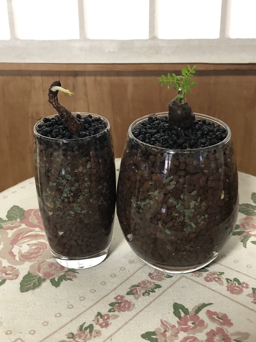hope_oton's tweet photo. オペルクリカグヤパキプスを使ってみました。
根挿しをした中の小ぶりな物をチョイスしました❣️
無事に発根できることを願って❗️😊

#オペルクリカグヤパキプス
#パキプス根挿し 
#根塊植物 
#テラリウム https://t.co/T7mtfuenn0