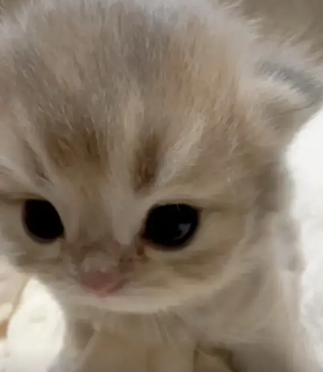 culKitten's tweet photo. https://t.co/8qElUSbAlR