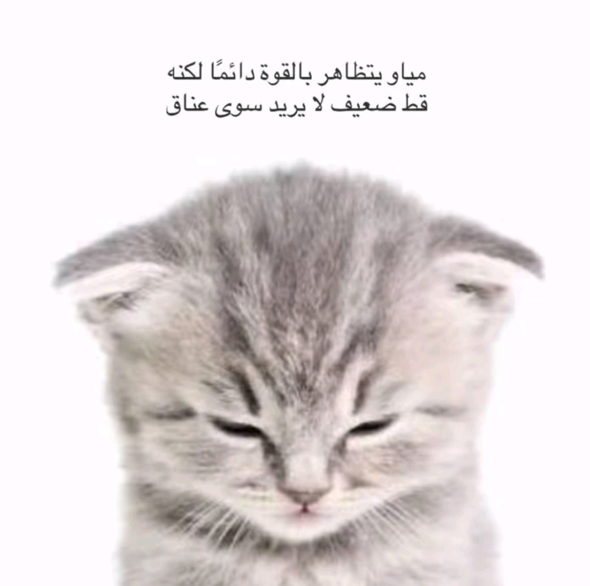 LIP67W's tweet photo. والله انا مياو https://t.co/ELzxQRcE1S